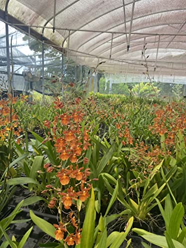 Fragrant Live Oncidium Orchid 'Pacific Sunspots