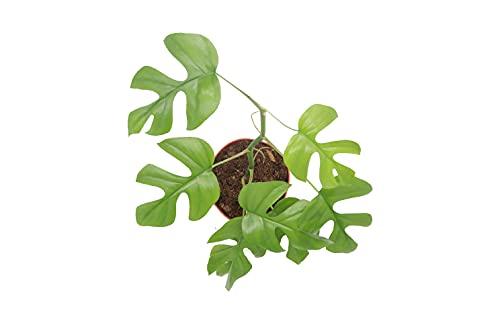 California Tropicals Tetrasperma - The Rare Mini Monstera Plant, Live 6" Indoor & Outdoor Houseplant, Easy Care & Purifying Air for Tiny Homes & Office Interior Garden