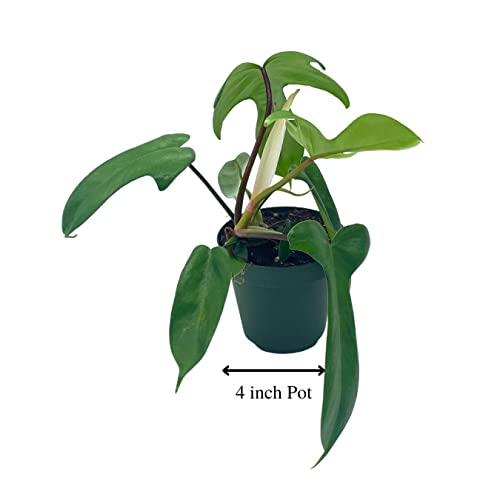 Philo Florida Beauty, 4 inch Philodendron Pedatum