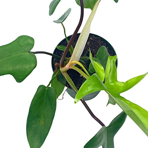 Philo Florida Beauty, 4 inch Philodendron Pedatum