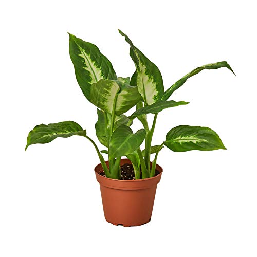 Dieffenbachia Camille - 4" Pot | Tropical Houseplant