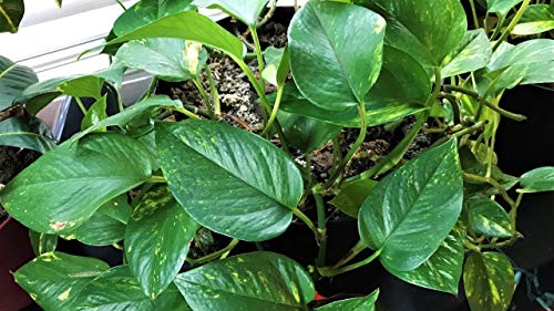 Devil's Ivy Pothos Plant - Live Plant in a 6 Inch Pot - Epipremnum Aureum - Beautiful Easy to Grow Air Purifying Indoor Plant