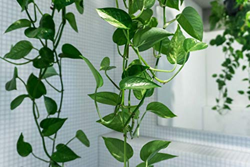 Devil's Ivy Pothos Plant - Live Plant in a 6 Inch Pot - Epipremnum Aureum - Beautiful Easy to Grow Air Purifying Indoor Plant