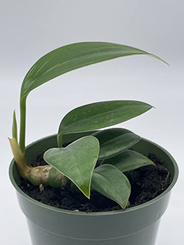 Dragon Tail, 4 inch Pot, Epipremnum pinnatum, Centipede tongavine, Dragon-Tail Plant