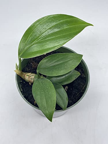 Dragon Tail, 4 inch Pot, Epipremnum pinnatum, Centipede tongavine, Dragon-Tail Plant