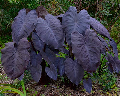 Black Magic Mini Colocasia (8 Plants)