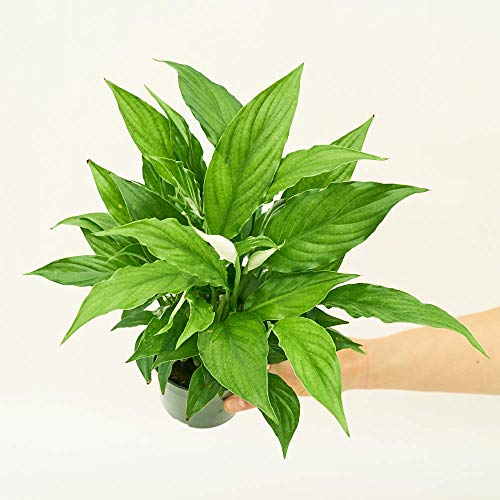 Spathiphyllum wallisii 4" Easy-Care Houseplant
