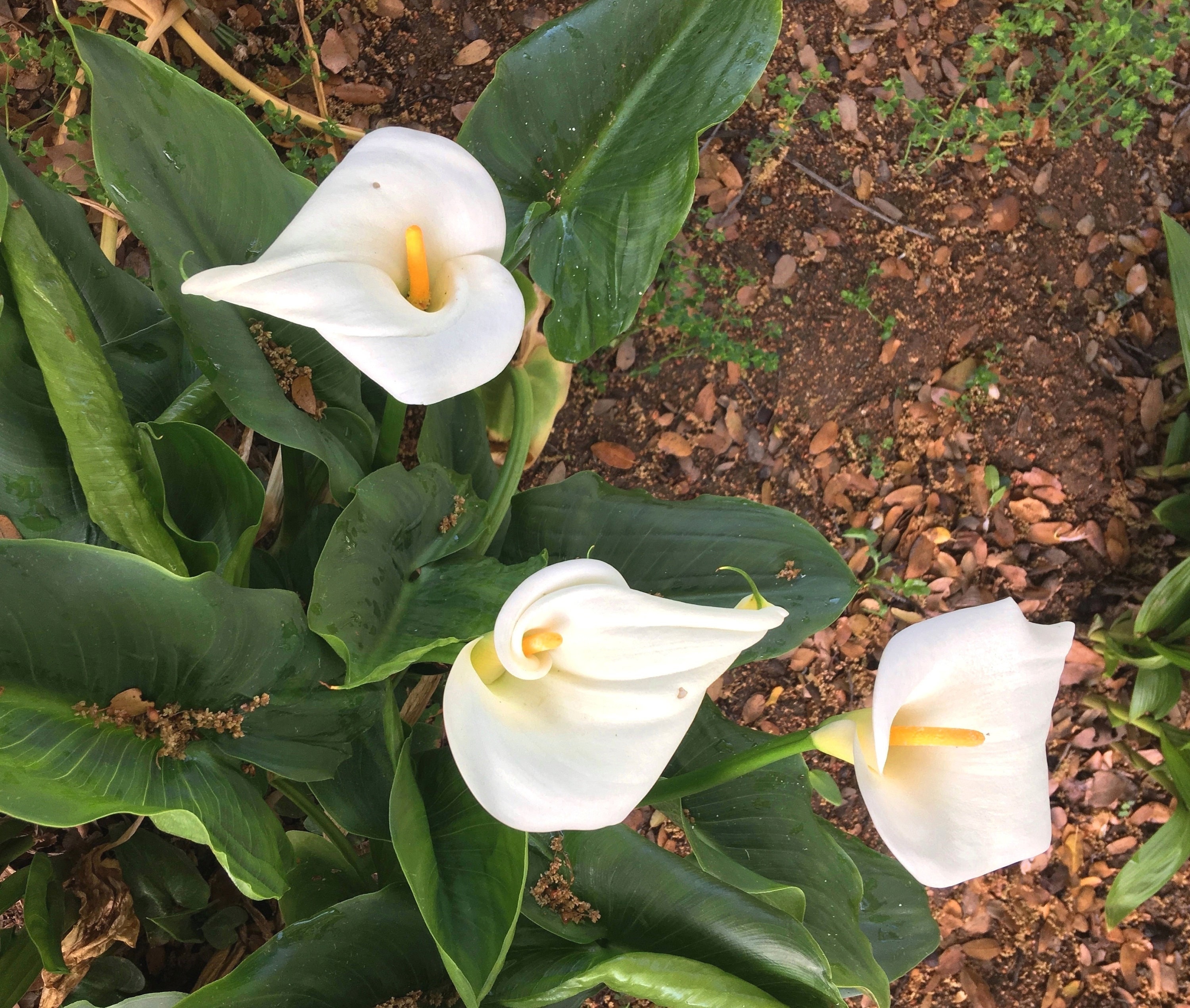 Large Calla Lily, White Arum Lily, Zantedeschia aethiopica, long-lasting flowers for home or garden, easy to grow, tropical POTTED PLANT