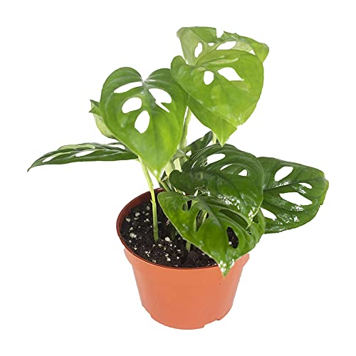 California Tropicals Monstera Adansonii Real Live Indoor Houseplants - Big Low Light Tropical Plant for Air Purifying Decorations - 4" Pots Easy Planting in Homes, Offices, and Outdoor Gardens