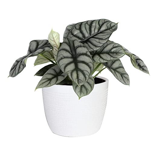 Trending Alocasia Silver Dragon Plant with White Pot