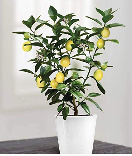 Improved Meyer Lemon Tree - 1-2ft