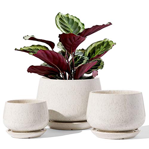 Tropical Ceramic Planters Set with Saucer