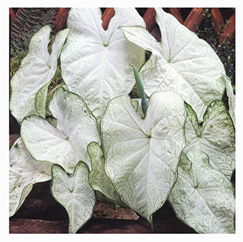 Large June Bride Fancy Leaf Caladium - Zones 9-11