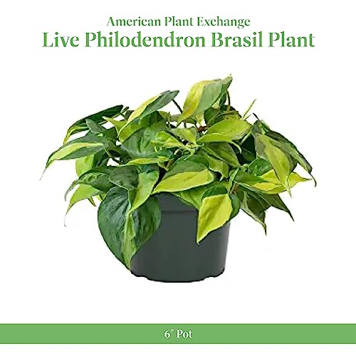 Philodendron Brasil Sweetheart Plant with Pot