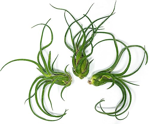 Giant Octopus Air Plant Trio by Plants for Pets