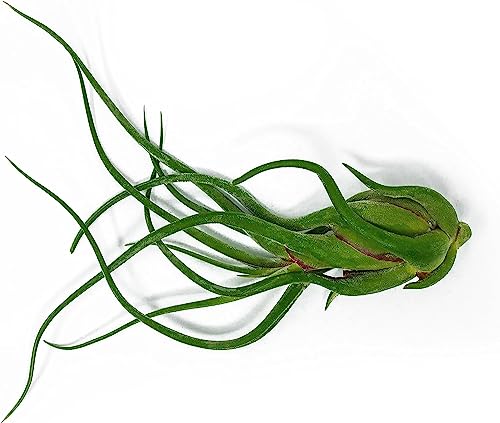 Giant Octopus Air Plant Trio by Plants for Pets