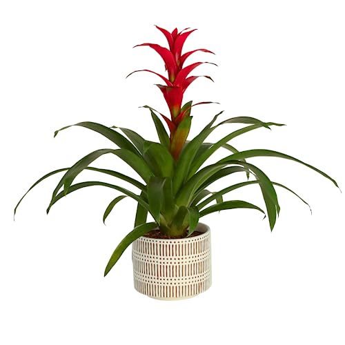 Costa Farms Bromeliad, Flowering Live Indoor Plant in Premium Modern Flower Pot Decor Planter, Houseplant with Flowers in Potting Soil, Grower's Choice, Birthday, Housewarming, 20-Inches Tall