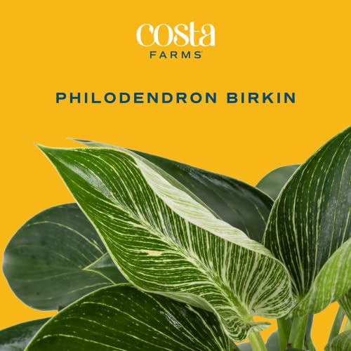 Live Philodendron Birkin in Modern Planter