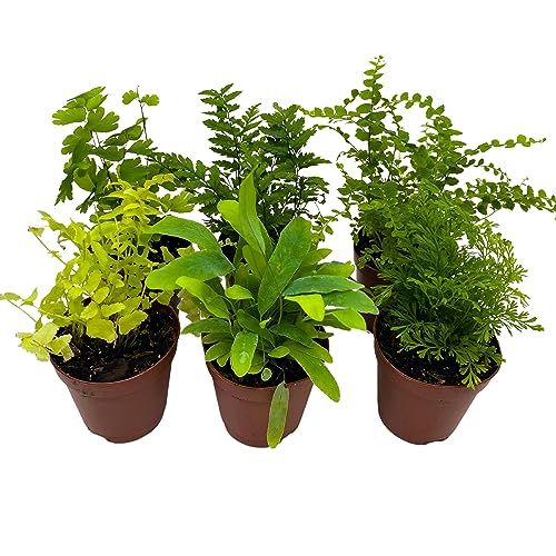Assorted Fern Plants - 6 Varieties, 2" Pots