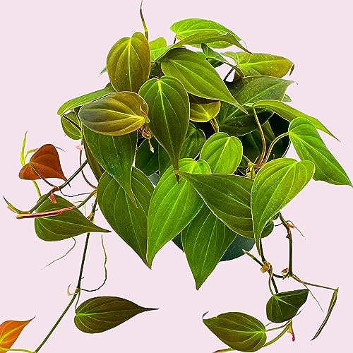 Philodendron Micans Hederaceum, 4 inch, Heart-Leaf Philo, Sweetheart Plant