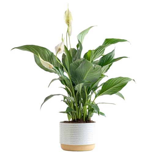 Costa Farms Peace Lily Plant, Live Indoor House Plant with Flowers, Room Air Purifier in Modern Decor Planter, Potting Soil, Plant Lover, Anniversary or New Home Gift, Desk Decor, 15-Inches Tall