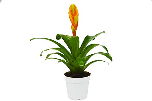 Live Bromeliad Vriesea Energy in 4" Pot