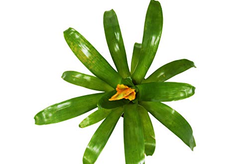 Live Bromeliad Vriesea Energy in 4" Pot