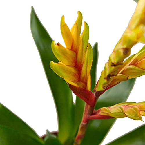 Vriesea 'Energy' - 4” Pot | Live Houseplant