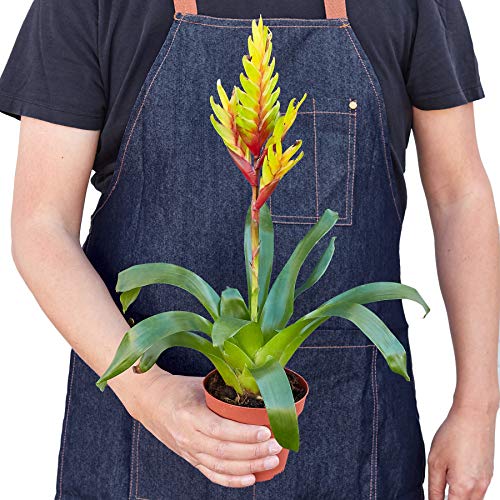 Vriesea 'Energy' - 4” Pot | Live Houseplant