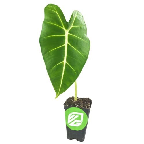 Frydek Elephant Ear Alocasia Live Plant