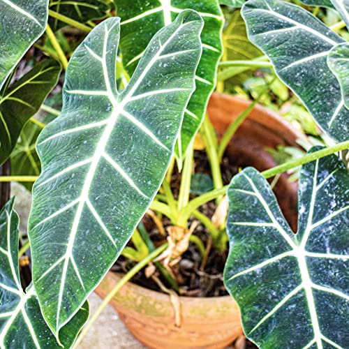 Frydek Elephant Ear Alocasia Live Plant
