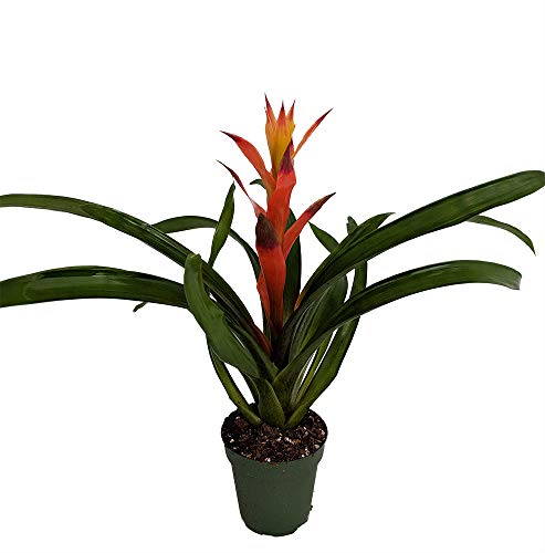 Orange Jazz Bromeliad in 4" Vase