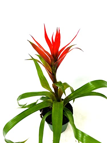 JM BAMBOO Bromeliad Guzmania Orange 4in Pot-Live Plant
