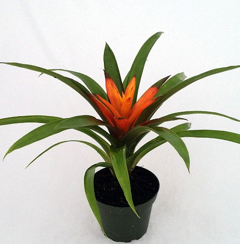 Orange Jazz Bromeliad in 4" Vase