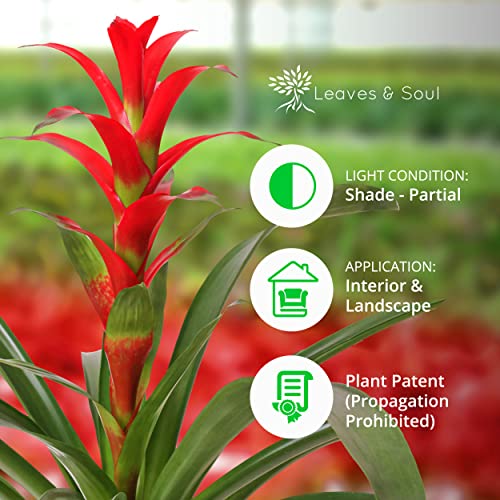Guzmania Rostara Red Bromeliad with Planter Pot