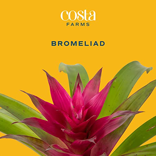 Costa Farms Bromeliad, Flowering Live Indoor Plant in Premium Modern Flower Pot Decor Planter, Houseplant with Flowers in Potting Soil, Grower's Choice, Birthday, Housewarming, 20-Inches Tall