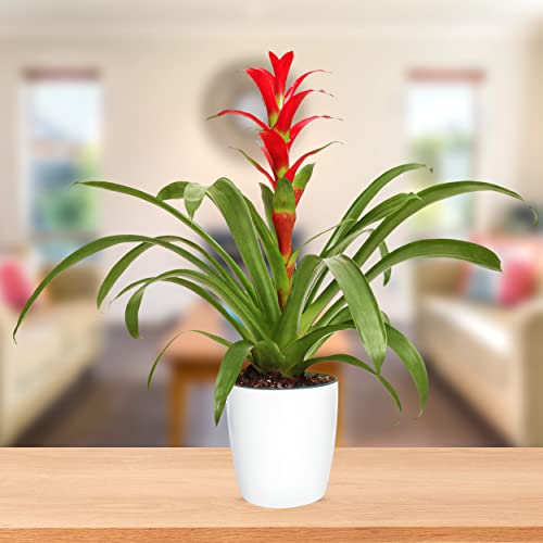 Guzmania Rostara Red Bromeliad with Planter Pot