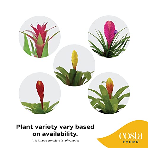 Costa Farms Bromeliad, Flowering Live Indoor Plant in Premium Modern Flower Pot Decor Planter, Houseplant with Flowers in Potting Soil, Grower's Choice, Birthday, Housewarming, 20-Inches Tall
