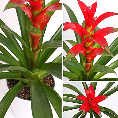 Guzmania Rostara Red Bromeliad with Planter Pot