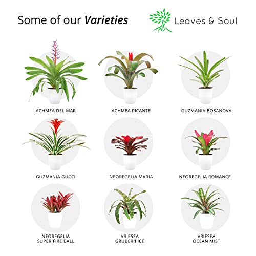 Guzmania Rostara Red Bromeliad with Planter Pot