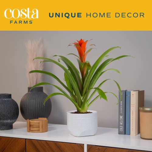Costa Farms Bromeliad, Flowering Live Indoor Plant in Premium Modern Flower Pot Decor Planter, Houseplant with Flowers in Potting Soil, Grower's Choice, Birthday, Housewarming, 20-Inches Tall