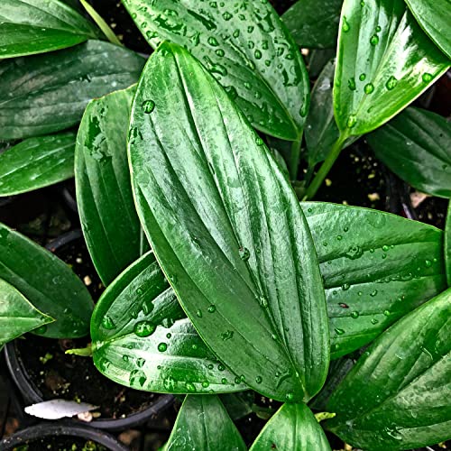 Dragon Tail Plant - 4 Inch Pot - Rhaphidophora Decursiva