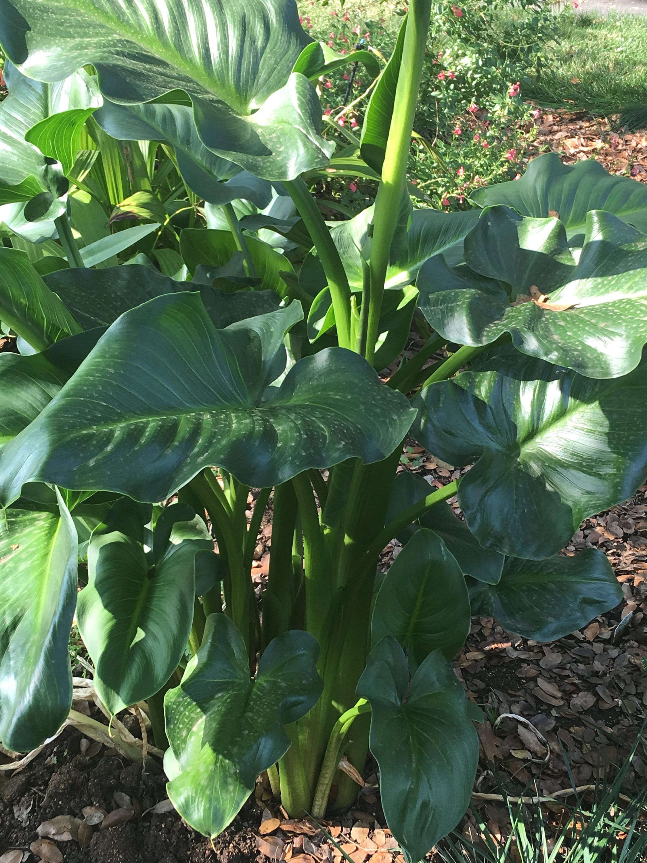 Large Calla Lily, White Arum Lily, Zantedeschia aethiopica, long-lasting flowers for home or garden, easy to grow, tropical POTTED PLANT
