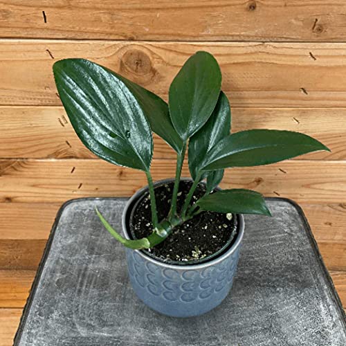 Rhaphidophora Decursiva, 4" Plant