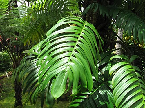 Dragon Tail Plant - 4 Inch Pot - Rhaphidophora Decursiva