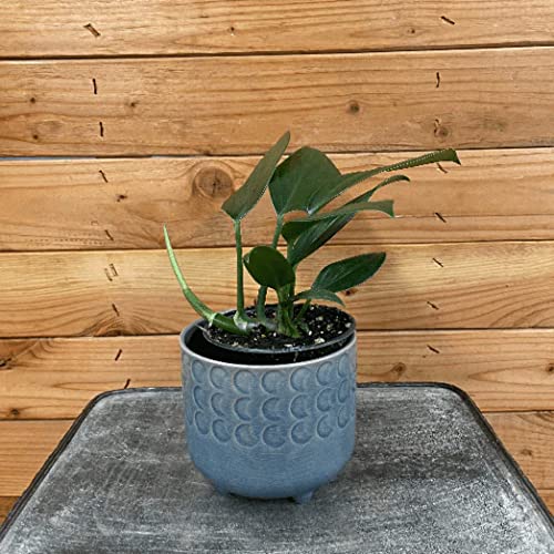 Rhaphidophora Decursiva, 4" Plant