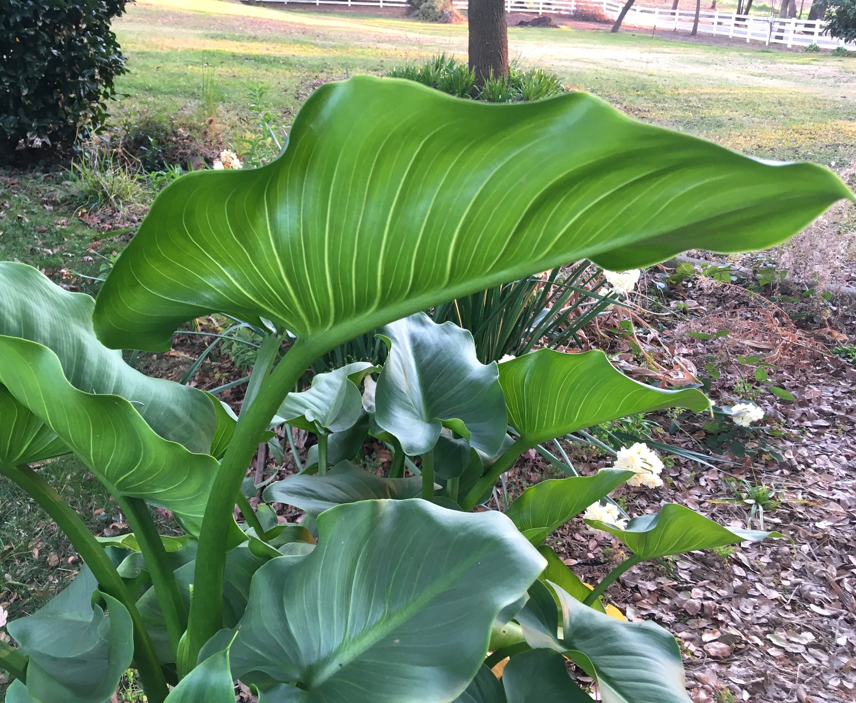 Large Calla Lily, White Arum Lily, Zantedeschia aethiopica, long-lasting flowers for home or garden, easy to grow, tropical POTTED PLANT