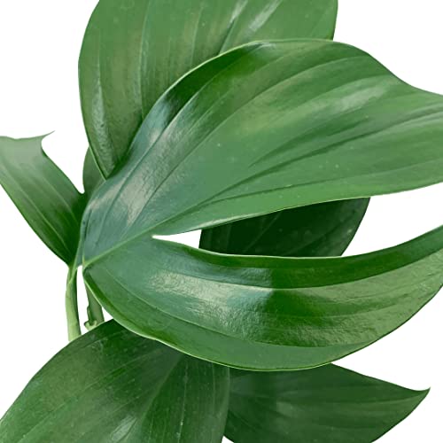 Dragon Tail Plant - 4 Inch Pot - Rhaphidophora Decursiva