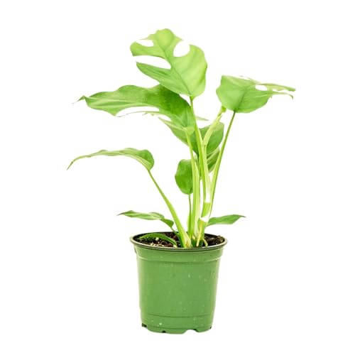 Mini Monstera Houseplant - Easy Care!