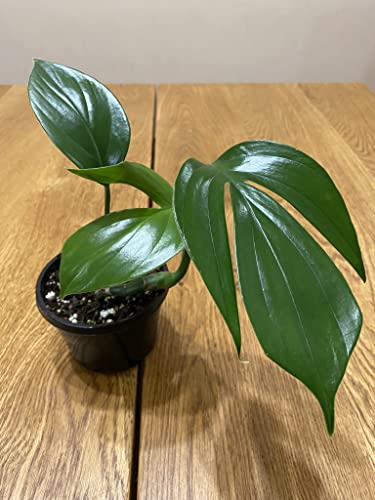 Dragon Tail Plant - 4 Inch Pot - Rhaphidophora Decursiva